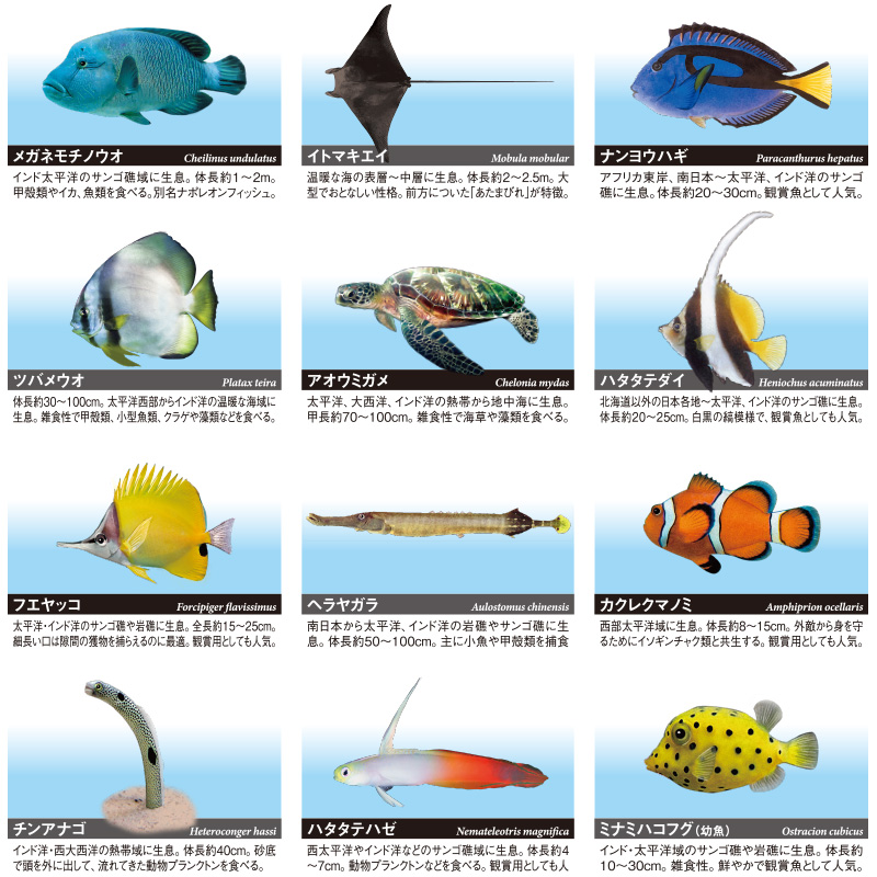 立体海洋生物図鑑Vol.1 – 株式会社ザ・アクセス-TheACCESS-