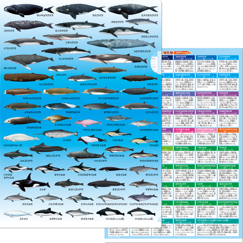 海の哺乳類 クジラ・イルカ クリアファイル
