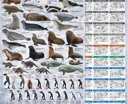 ペンギン・海獣大全 クリアファイル