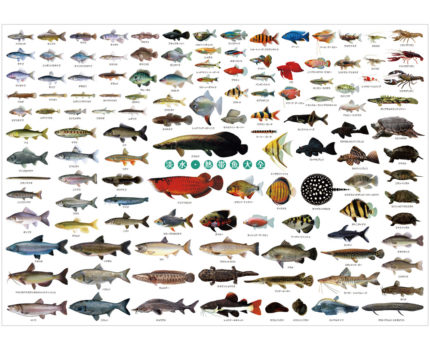 淡水・熱帯魚大全 A1ポスター