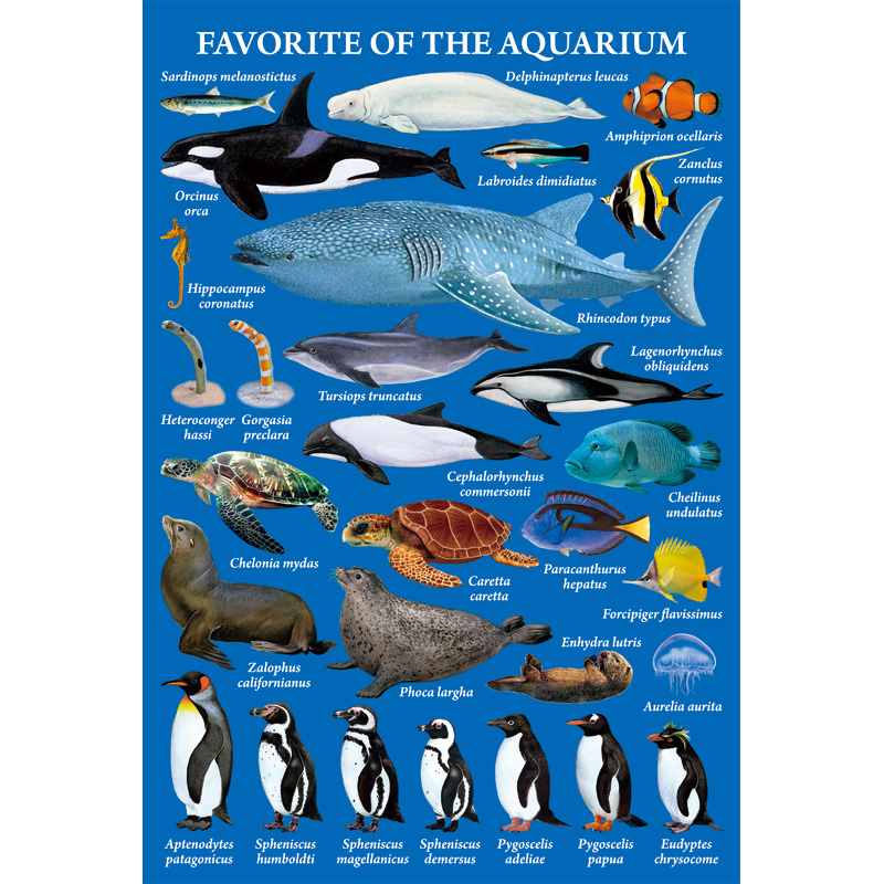 ポストカード：水族館の人気者