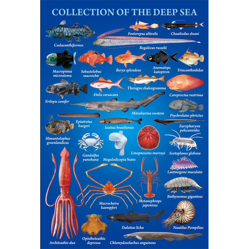 ポストカード：深海魚