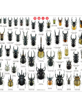 甲虫大全 A1ポスター