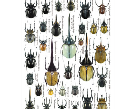 ポストカード：甲虫・カブトムシ