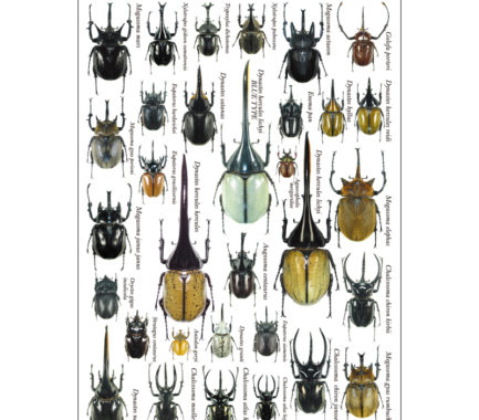 ポストカード：甲虫・カブトムシ