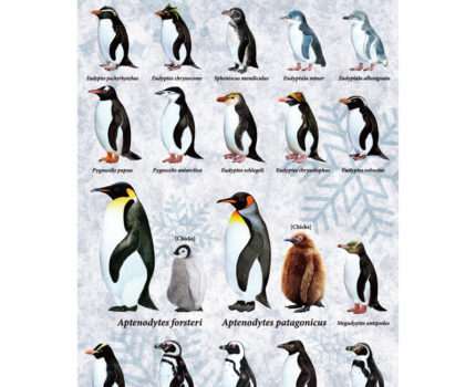 ポストカード：世界のペンギン