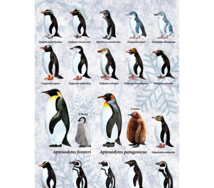ポストカード：世界のペンギン